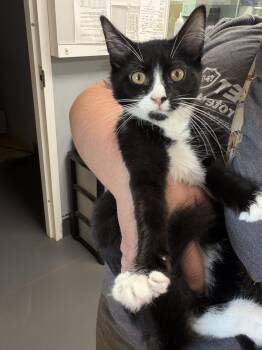 Cory (BC) -  Domestic Long Hair Cat for Adoption in Powdersville, South Carolina - Cory (BC) | PetCurious