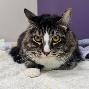 Flash -  Maine Coon Cat for Adoption in Englewood, Florida - Flash | PetCurious