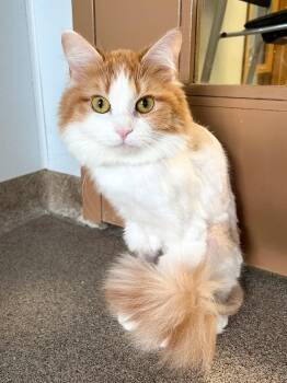 Domestic Long Hair Cats Available for Adoption in Arlington Heights, Illinois - Macchiato | PetCurious