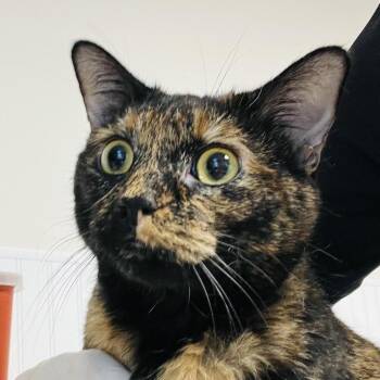 Domestic Short Hair Cats Available for Adoption - Tanzi | PetCurious