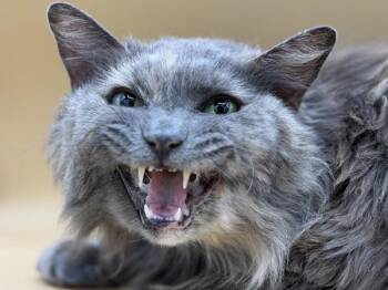 Jinx -  Domestic Long Hair Cat for Adoption in Portland, Oregon - Jinx | PetCurious