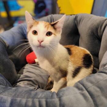 Rescue Domestic Short Hair Cats for Adoption in Stokesdale, North Carolina - Amber | PetCurious