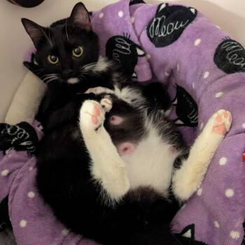 Gladys -  Domestic Short Hair Cat for Adoption in Huntsville, Alabama - Gladys | PetCurious