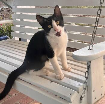 Rocky: Not at the shelter (Fran) -  Domestic Short Hair Cat for Adoption in Rustburg, Virginia - Rocky: Not At The Shelter (Fran) | PetCurious