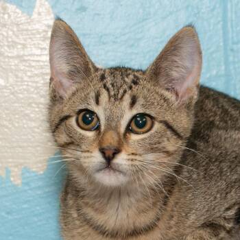 Donatello -  Domestic Medium Hair Cat Available for Adoption in Troy, Ohio - Donatello | PetCurious