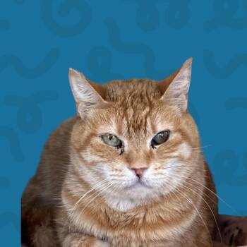 Amber -  Domestic Short Hair Cat for Adoption in Reno, Nevada - Amber | PetCurious