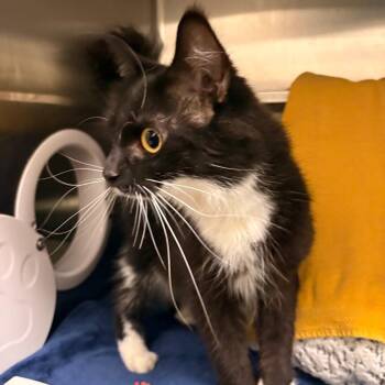 Amara -  Domestic Long Hair Cat for Adoption in South Burlington, Vermont - Amara | PetCurious