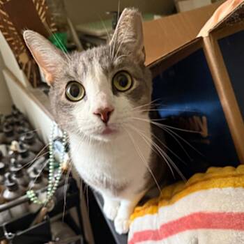 Fish -  Domestic Short Hair Cat for Adoption in Beulaville, North Carolina - Fish | PetCurious