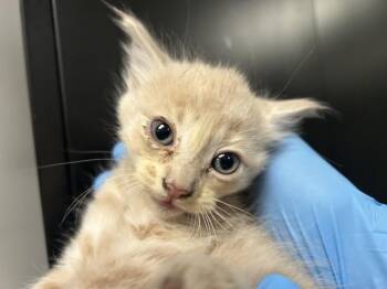 Domestic Short Hair Cats Available for Adoption in San Bernardino, California - PORTOS | PetCurious