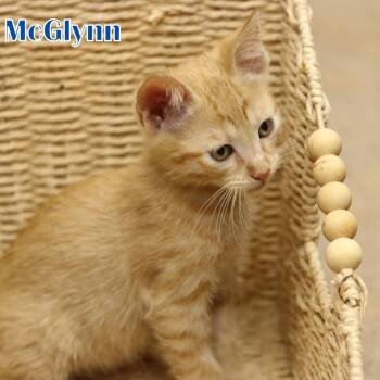 Jack McGlynn -  Domestic Short Hair Cat for Adoption in Houston, Texas - Jack McGlynn | PetCurious