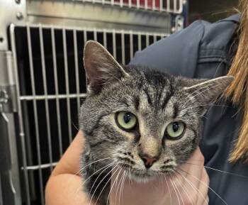 Rescue Tabby Cats for Adoption in Blairsville, Georgia - Fitzgerald | PetCurious