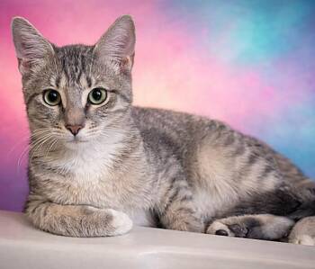 Roseo -  Domestic Short Hair Cat for Adoption in Tampa, Florida - Roseo | PetCurious
