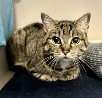 SUKI -  Domestic Short Hair Cat for Adoption in Kalamazoo, Michigan - SUKI | PetCurious