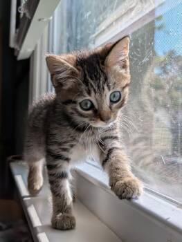 Domestic Short Hair Cats Available for Adoption in Trenton, New Jersey - Peridot | PetCurious