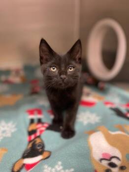 Snails -  Domestic Short Hair Cat for Adoption in Grants Pass, Oregon - Snails | PetCurious