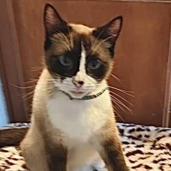 Siamese Cats Available for Adoption in Los Angeles, California - Daisy (GF) | PetCurious