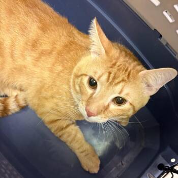 Domestic Short Hair Cats Available for Adoption in Charleston, West Virginia - Simba | PetCurious
