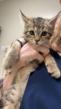 Hedgehog -  Domestic Medium Hair Cat for Adoption in Yorkville, Illinois - Hedgehog | PetCurious