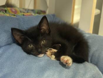 Valentino -  Domestic Short Hair Cat for Adoption in St. Cloud, Florida - Valentino | PetCurious