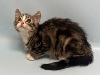 Mars -  Domestic Medium Hair and Domestic Short Hair Cat for Adoption in Minneapolis, Minnesota - Mars | PetCurious