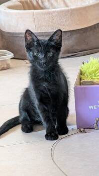 Rescue Domestic Short Hair and Tabby Cats for Adoption in Chandler, Arizona - Wilson Star | PetCurious