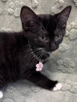 Sabine -Ghost Tabby/Tuxedo mix $150 @ Petco -  Domestic Short Hair Cat Available for Adoption in Seneca, South Carolina - Sabine -Ghost Tabby/Tuxedo Mix $150 @ Petco | PetCurious