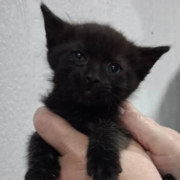Blackwood -  Domestic Medium Hair Cat for Adoption in Lakewood, Colorado - Blackwood | PetCurious