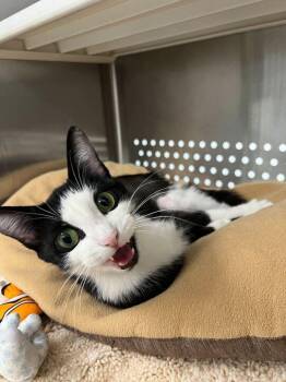 Rescue Tuxedo Cats for Adoption in Jackson, Michigan - Jessica | PetCurious
