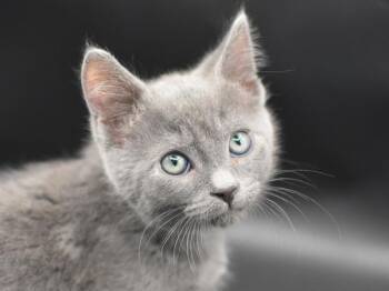 Halibut -  Domestic Short Hair Cat for Adoption in Portland, Oregon - Halibut | PetCurious