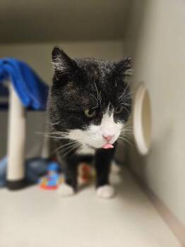 Domestic Short Hair Cats Available for Adoption in Fort Collins, Colorado - Mr. Spell | PetCurious