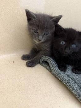 Sokka -  Domestic Short Hair Cat for Adoption in Pequot Lakes, Minnesota - Sokka | PetCurious