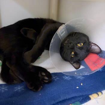 Beetlejuice -  Domestic Short Hair Cat for Adoption in Woodinville, Washington - Beetlejuice | PetCurious