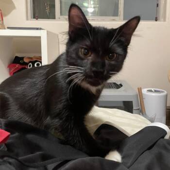 Leo -  Domestic Short Hair Cat for Adoption in Los Angeles, California - Leo | PetCurious