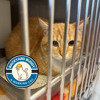 Domestic Short Hair Cats Available for Adoption in Gloucester, Virginia - Splodge | PetCurious