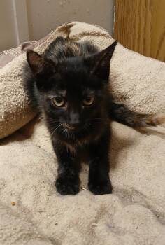 Rescue Tortoiseshell Cats for Adoption in Bentonville, Arkansas - McGonnagall | PetCurious
