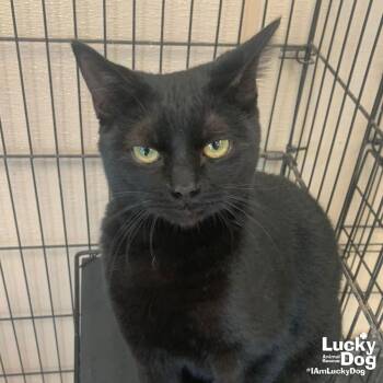 Domestic Short Hair Cats Available for Adoption in Washington, District Of Columbia - Squeak | PetCurious