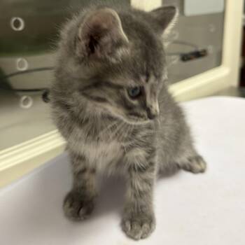 Domestic Long Hair Cats Available for Adoption in Floresville, Texas - Bilbo | PetCurious