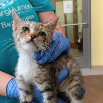 Joplin -  Domestic Short Hair Cat for Adoption in Lynchburg, Virginia - Joplin | PetCurious