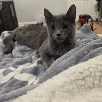 Cloie -  Domestic Medium Hair Cat for Adoption in Lawrenceville, Georgia - Cloie | PetCurious