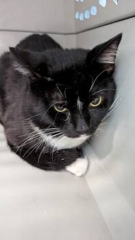 007 -  Domestic Short Hair Cat for Adoption in Evansville, Indiana - 007 | PetCurious