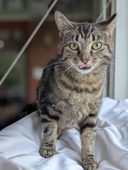 Domestic Short Hair Cats Available for Adoption in Quincy, Ohio - Muffin | PetCurious