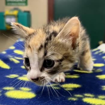 Domestic Short Hair Cats Available for Adoption in Pauls Valley, Oklahoma - Roxy | PetCurious