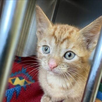 Nate -  Domestic Short Hair Cat for Adoption in Knoxville, Tennessee - Nate | PetCurious