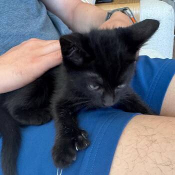 Domestic Short Hair Cats Available for Adoption in Sunnyvale, California - Nori | PetCurious