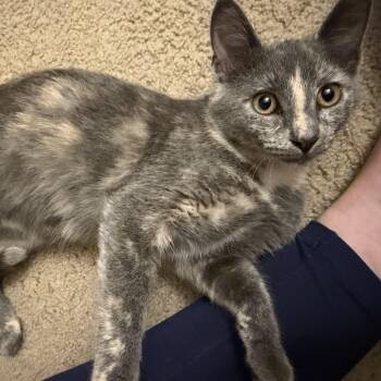 Faith -  Dilute Tortoiseshell Cat for Adoption in Beach Park, Illinois - Faith | PetCurious
