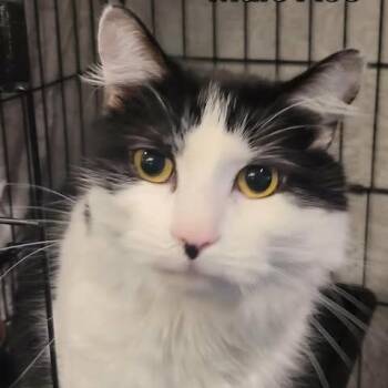 Domestic Short Hair Cats Available for Adoption - Jonas (fka Ace) | PetCurious