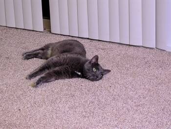 Rescue Russian Blue Cats for Adoption in Colorado Springs, Colorado - FOGGY | PetCurious