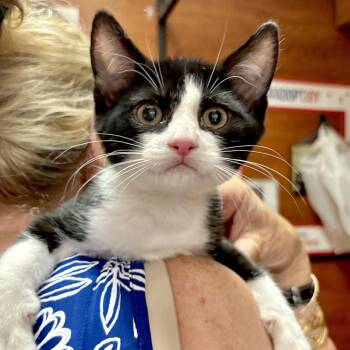 Baxter -  Domestic Short Hair Cat for Adoption in Sonora, California - Baxter | PetCurious
