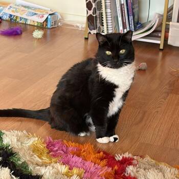 Pretty Pretty Princess -  Domestic Short Hair Cat for Adoption in Chicago, Illinois - Pretty Pretty Princess | PetCurious