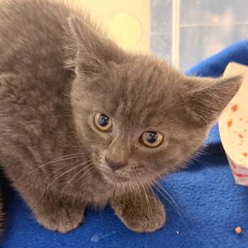 Eurus -  Domestic Short Hair Cat for Adoption in Evansville, Indiana - Eurus | PetCurious